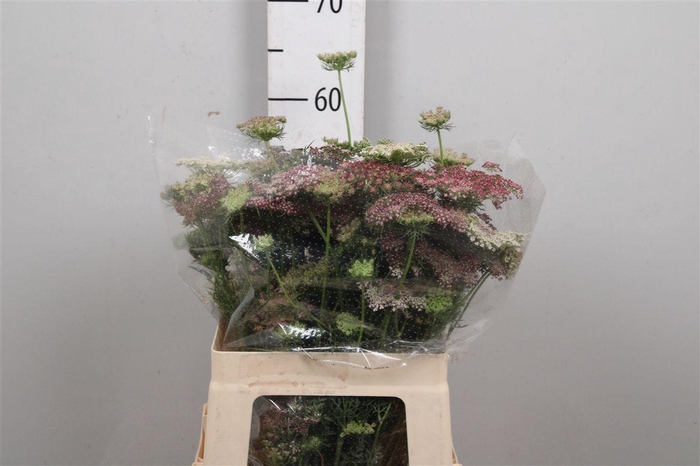 <h4>Daucus Carota Dara</h4>