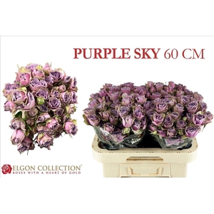Rosa spray purple sky