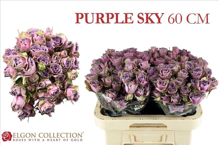 <h4>Rosa spray purple sky</h4>