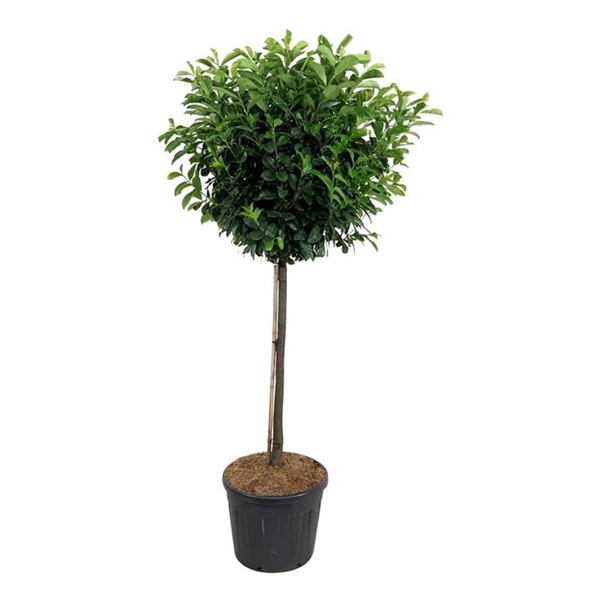 <h4>Prunus laur. 'Etna'</h4>