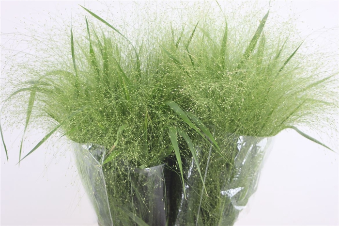 <h4>Panicum Fountain</h4>