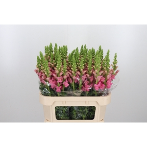 Antirrhinum Po Pink