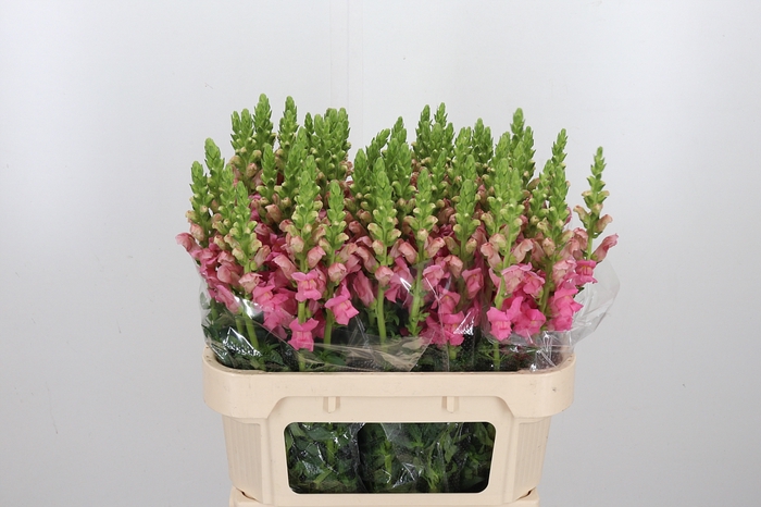 <h4>Antirrhinum Po Pink</h4>