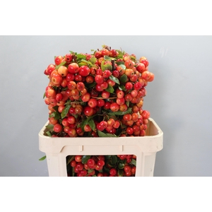 MALUS RED SENTINEL