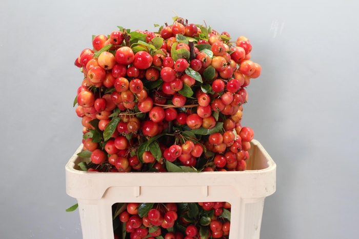 <h4>MALUS RED SENTINEL</h4>