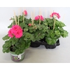 Pelargonium peltatum Mariska (Violet-White)