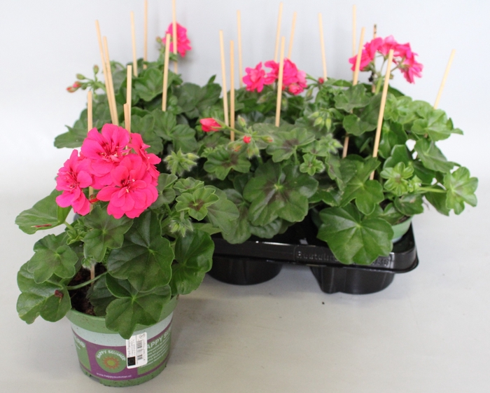 <h4>Pelargonium peltatum Rita (Deep Rose)</h4>
