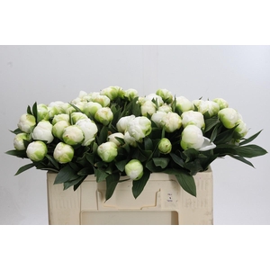 Paeonia Madame Claude Tain