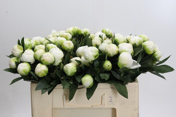 <h4>Paeonia Madame Claude Tain</h4>