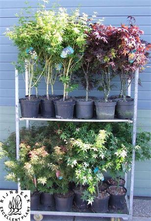 <h4>Acer Palmatum Mixtrolley</h4>