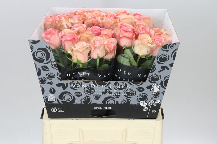 <h4>Rosa Gr Aprikola</h4>