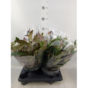 Aeschynanthus marmoratus