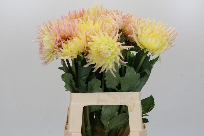 <h4>Dahlia Spider Zalm</h4>