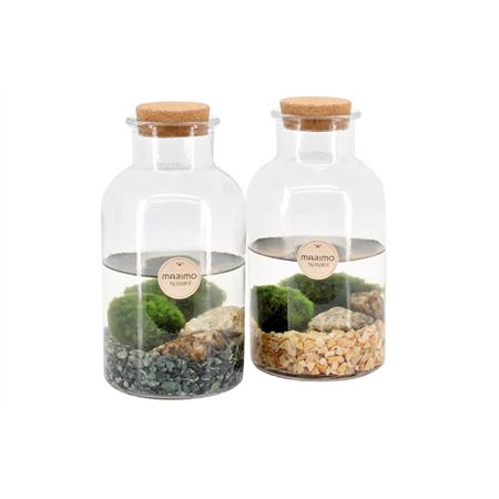 <h4>90527: Marimo Arrangement</h4>