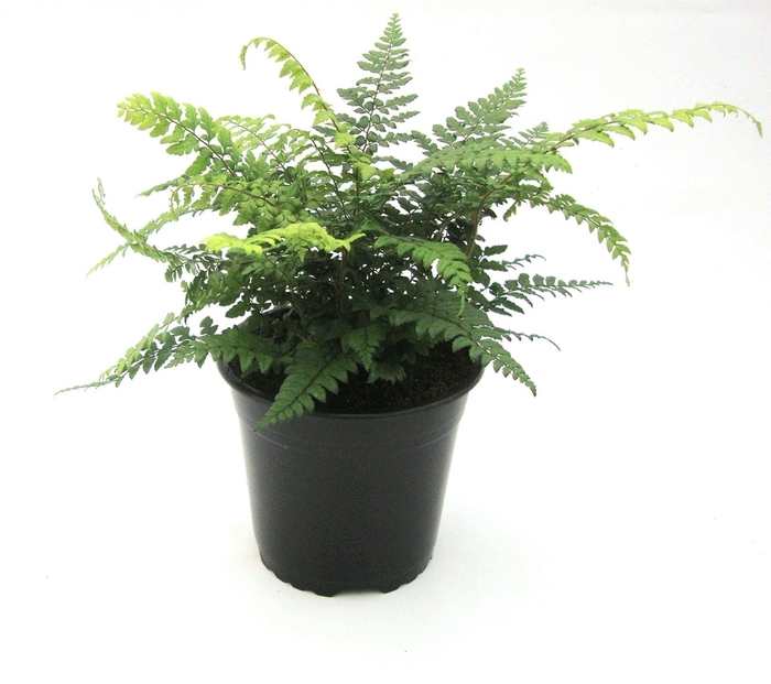 <h4>Varens gemengd</h4>