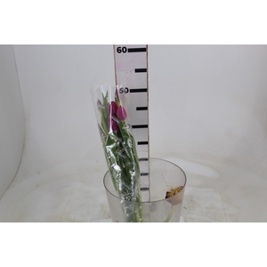 TULIPA PINK 000