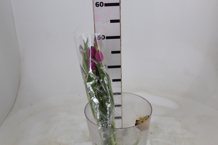 <h4>TULIPA PINK 000</h4>