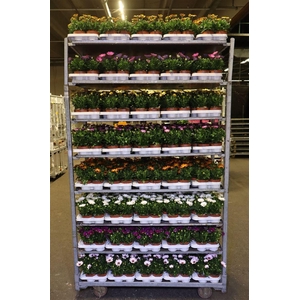 Osteo Margarita Mixk 1 Kleur Per Tray