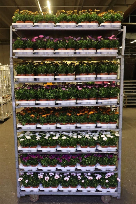 <h4>Osteo Margarita Mixk 1 Kleur Per Tray</h4>