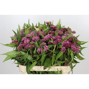 Asclepias Incarnata Soulmate