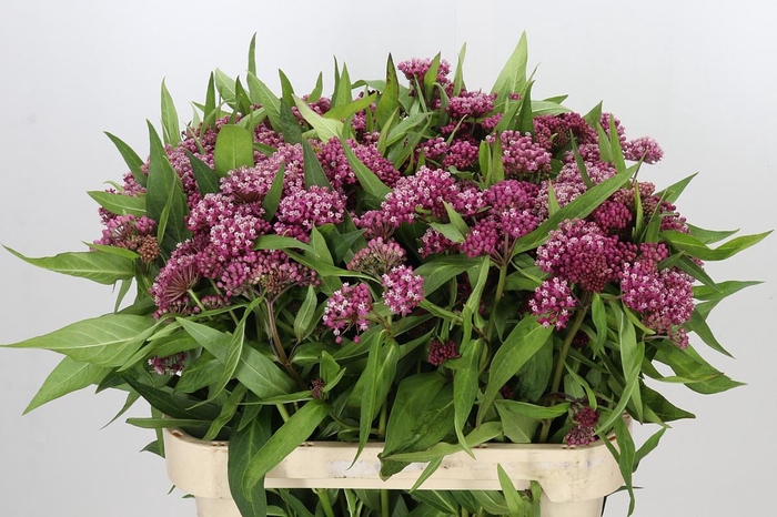 <h4>Asclepias Incarnata Soulmate</h4>