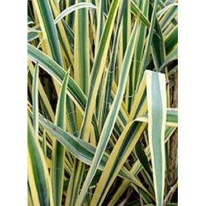 Yucca rostrata