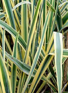 <h4>Yucca rostrata</h4>