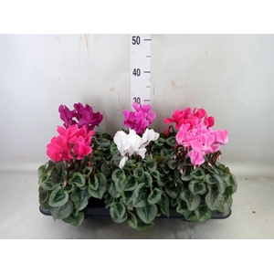 Cyclamen MD 'Rembrandt'