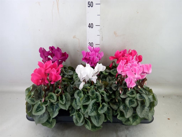 <h4>Cyclamen MD 'Rembrandt'</h4>