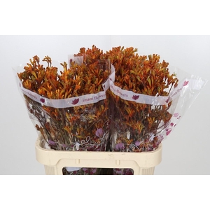 Anigozanthos Orange