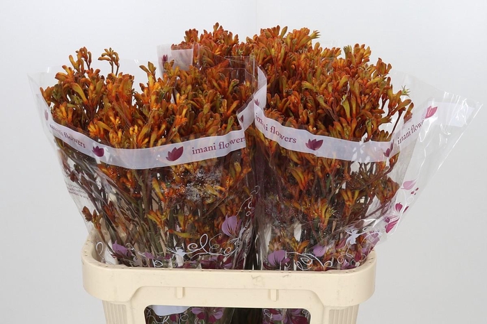 <h4>Anigozanthos Orange</h4>