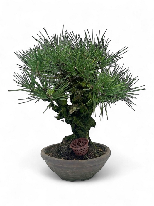 <h4>Pinus thunbergii "Corticosa", pot 21cm. Height 40cm. (single item)</h4>