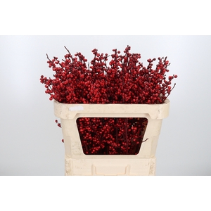 Ilex Kl Bh Bordeaux