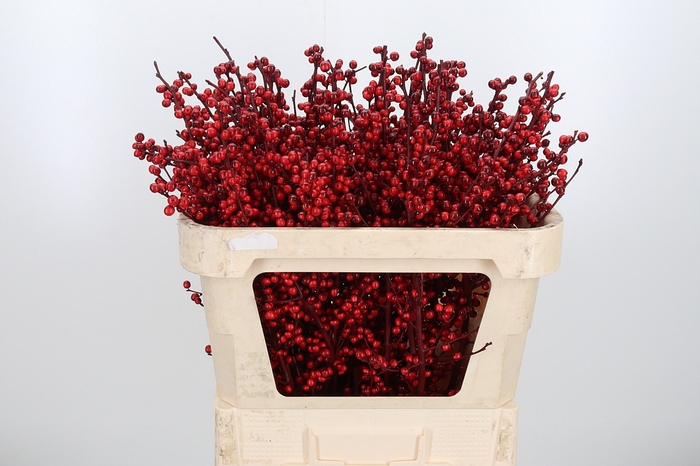 <h4>Ilex Kl Bh Bordeaux</h4>