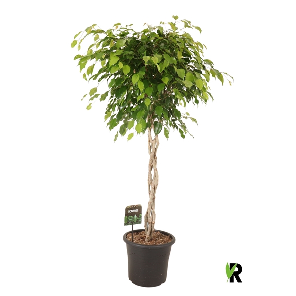 <h4>Ficus benj. Exotica gevlochten stam</h4>