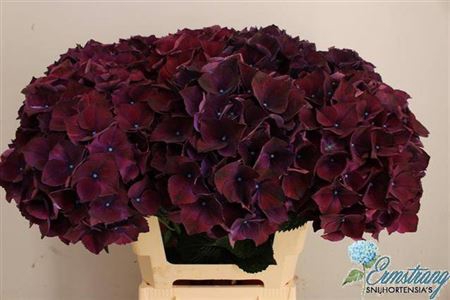 <h4>Hydr M Mag Rubyred Aubergine</h4>