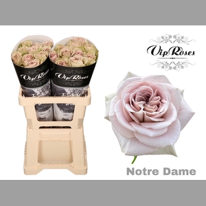 R GR NOTRE DAME+ x20