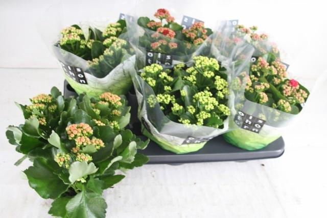 <h4>KAL GE GEM 5 KL</h4>