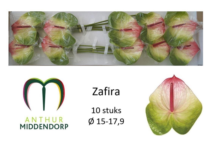 <h4>ANTH A ZAFIRA</h4>