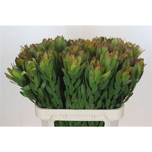 Leucad Saf Goldstrik