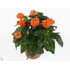 Crossandra infundib. 'Fortuna'