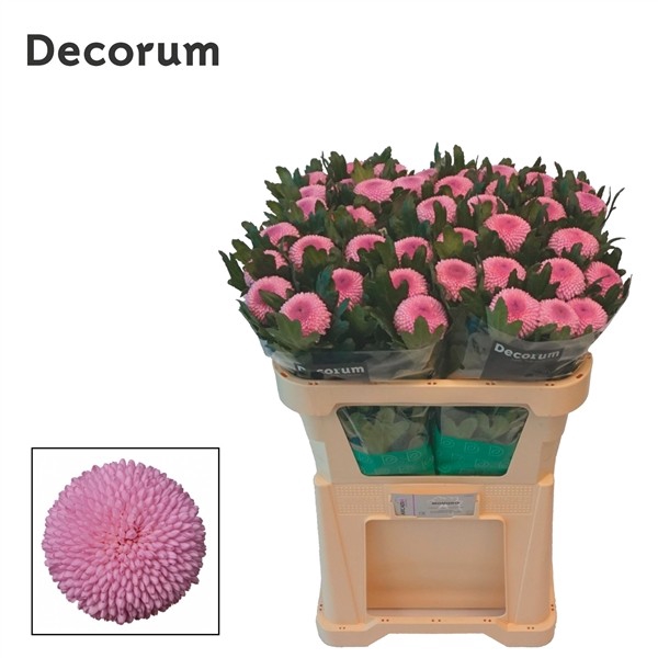 <h4>CHRYSANTHEMUM PL 'MOMOKO'</h4>