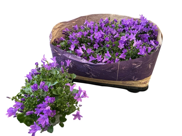 <h4>CAMP POR BLUEONE</h4>