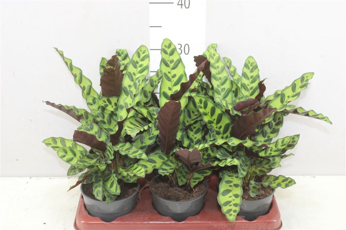 <h4>Calathea Lancifolia</h4>