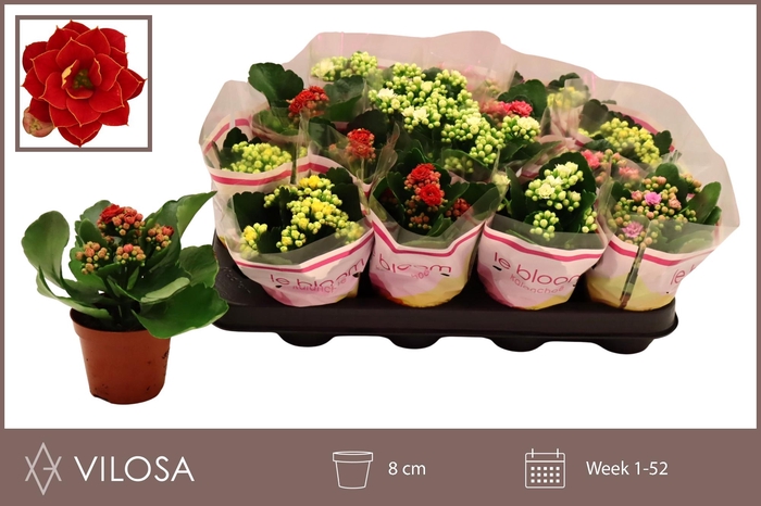 <h4>KAL GE GEM 5 KL</h4>