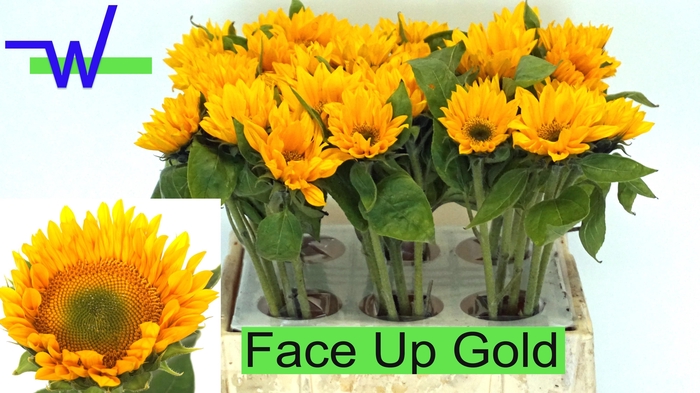 <h4>HELI SUNRI UP GOLD</h4>