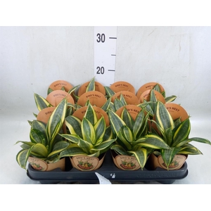 Sansevieria trifa. 'Golden Hahnii'
