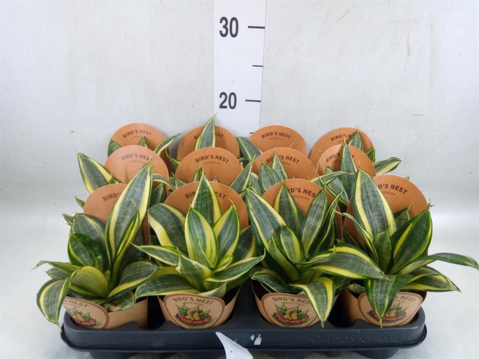 <h4>Sansevieria trifa. 'Golden Hahnii'</h4>