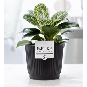 Philodendron White Wave in P&PURE Liv ceramics matt black