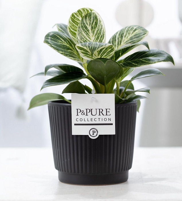<h4>Philodendron White Wave in P&PURE Liv ceramics matt black</h4>